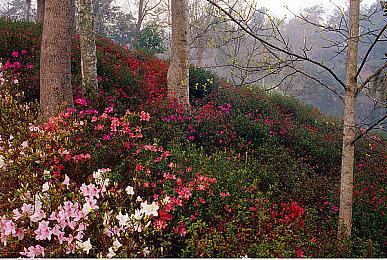 策略模拟RPG《圣兽之王》公开“菲布利斯大陆”新情报